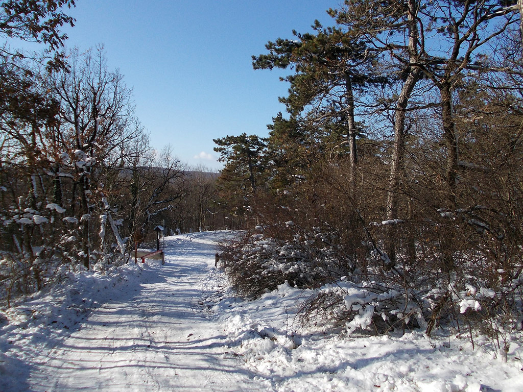 Winterwald #001