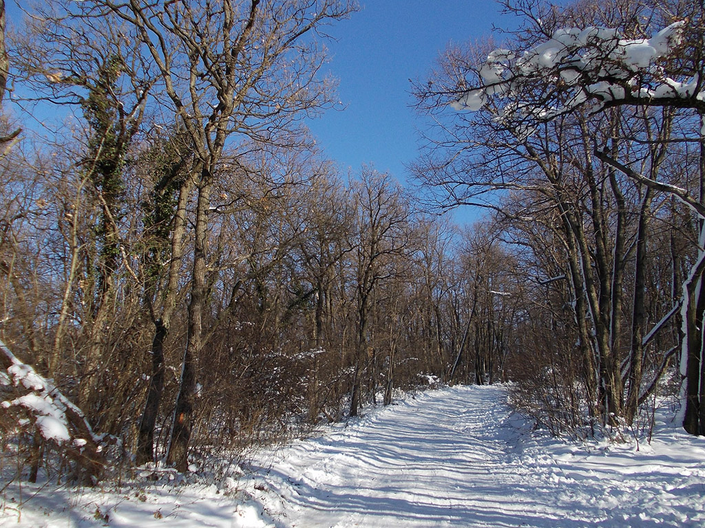 Winterwald, Winter, Schnee - kostenloses Hintergrundbild