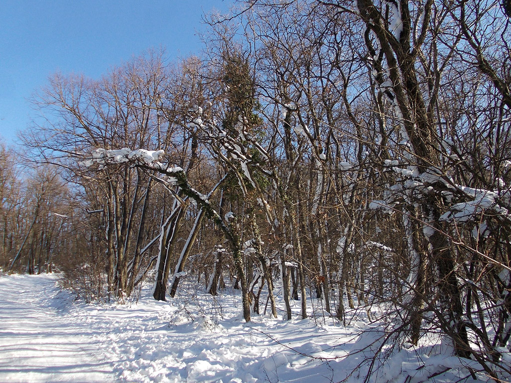 Winterwald, Winter, Schnee - kostenloses Hintergrundbild