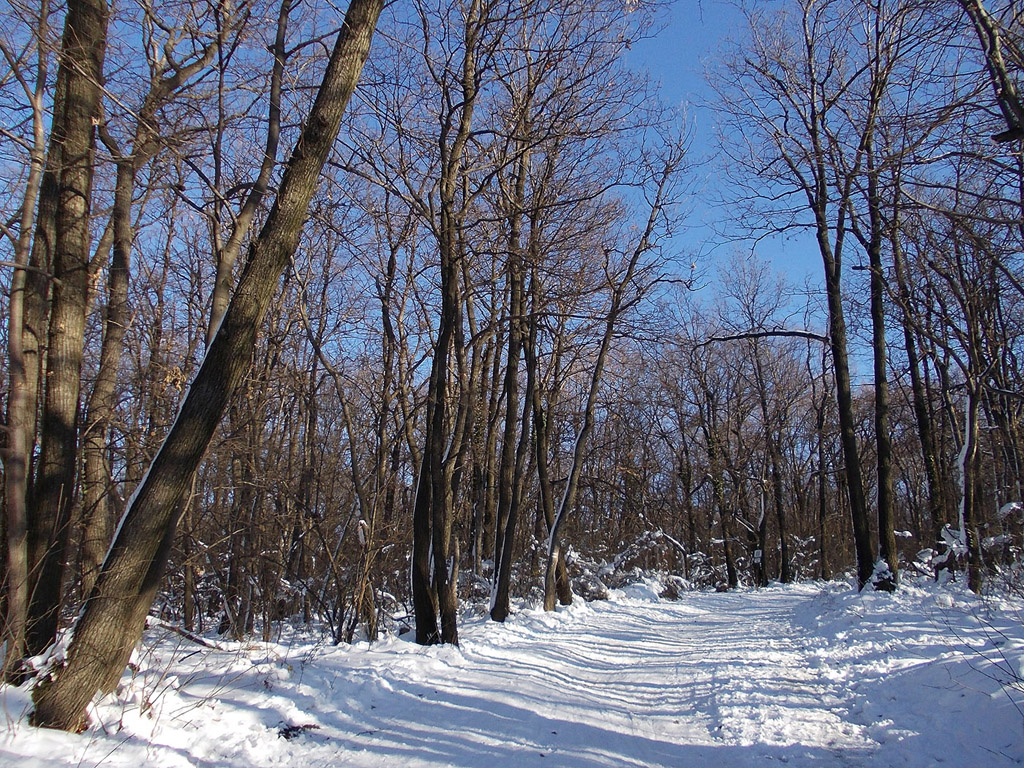 Winterwald, Winter, Schnee - kostenloses Hintergrundbild