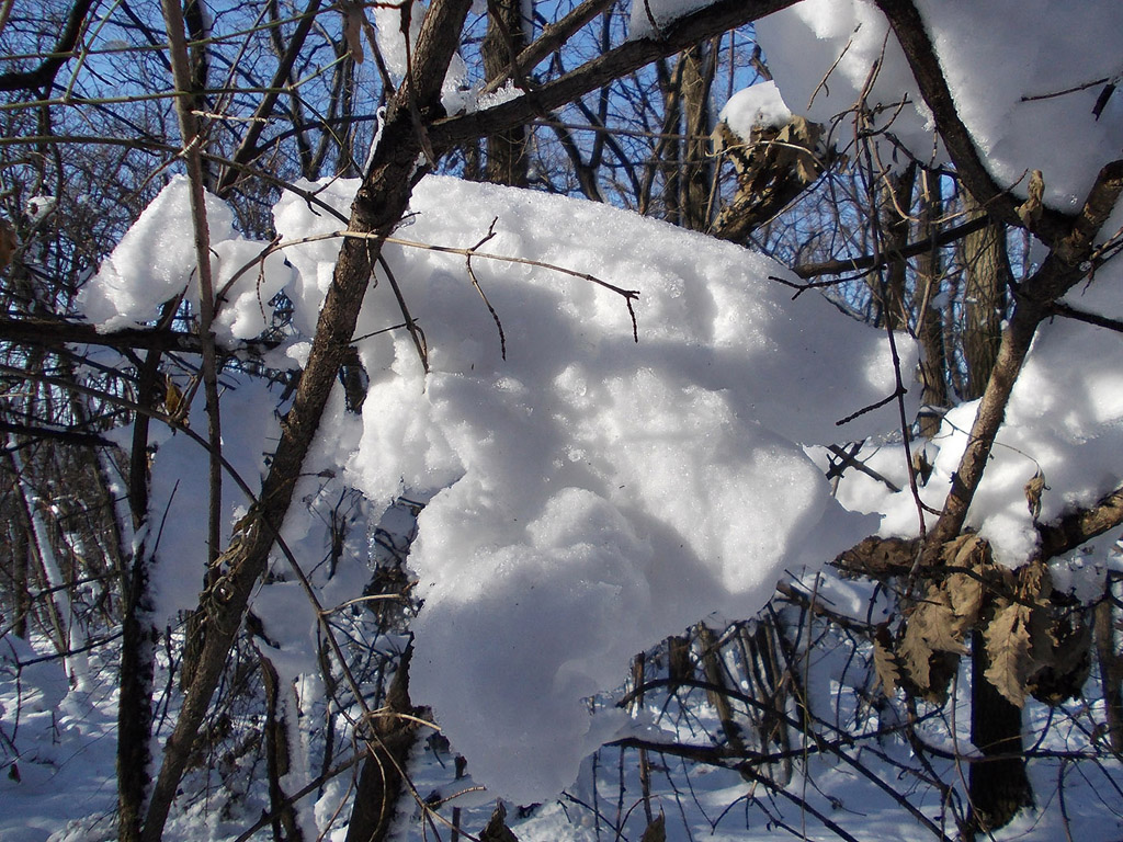 Winterwald, Winter, Schnee - kostenloses Hintergrundbild