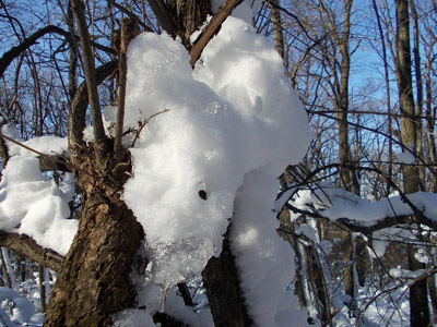 Winterwald