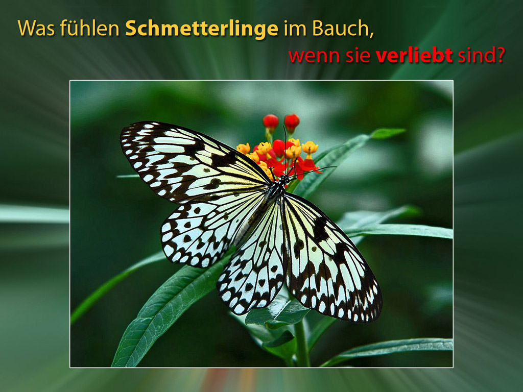 Was fühlen Schmetterlinge im Bauch, wenn sie verliebt sind? / Ich liebe Dich - Hintergrundbild kostenlos