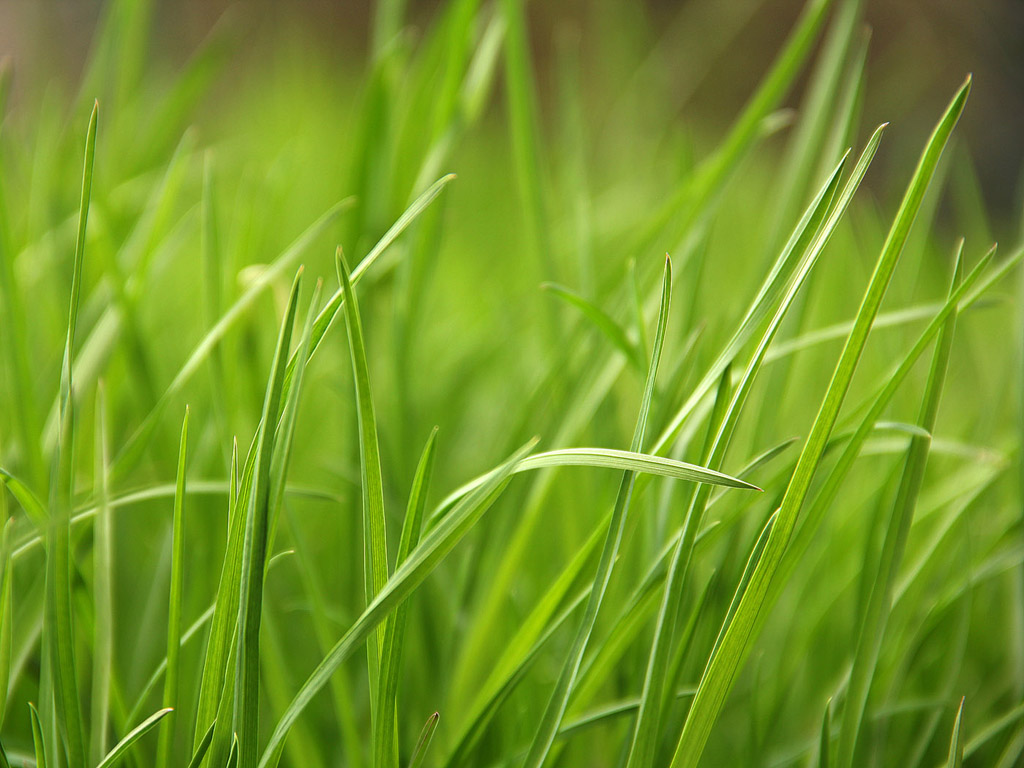 Gras Hintergrundbild