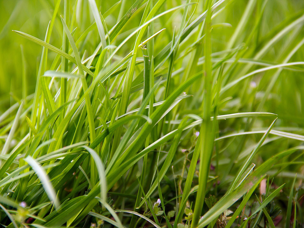 Gras Hintergrundbild