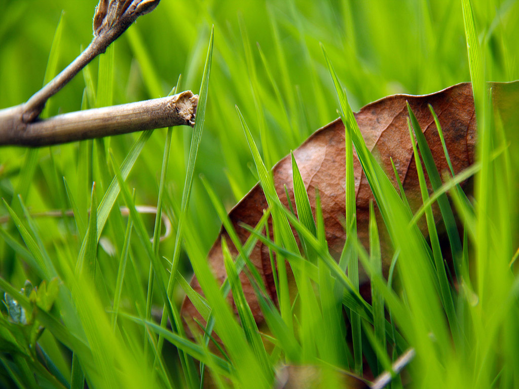 Gras Hintergrundbild