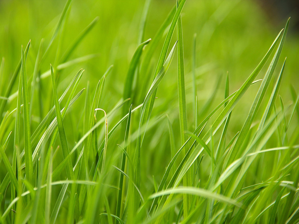 Gras Hintergrundbild