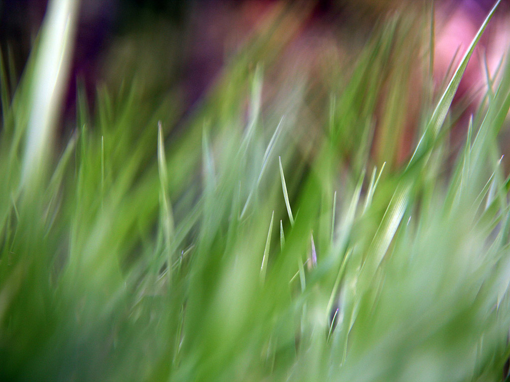 Gras Hintergrundbild