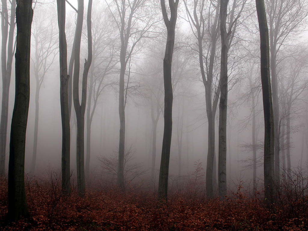 Nebel im Herbstwald - Kostenloses Hintergrundbild - November, Baum, grau