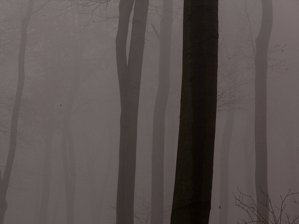 Nebel im Herbstwald - Kostenloses Hintergrundbild - November, Baum, grau