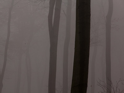Nebel im Herbstwald, November, Baum, grau