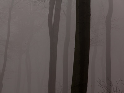 Nebel im Herbstwald, November, Baum, grau