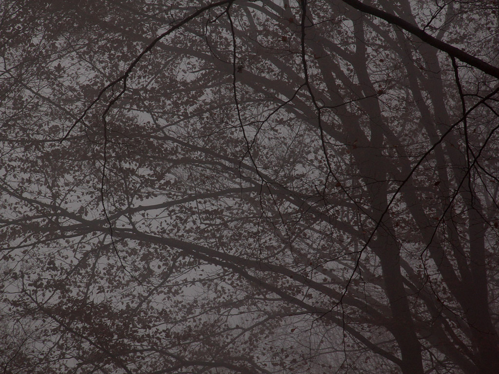 Nebel im Herbstwald - Kostenloses Hintergrundbild - November, Baum, grau