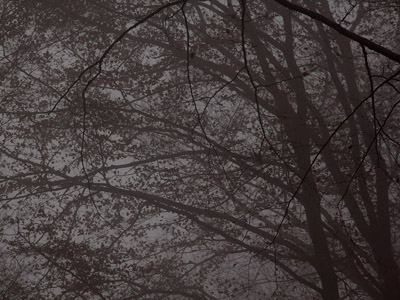 Nebel im Herbstwald, November, Baum, grau