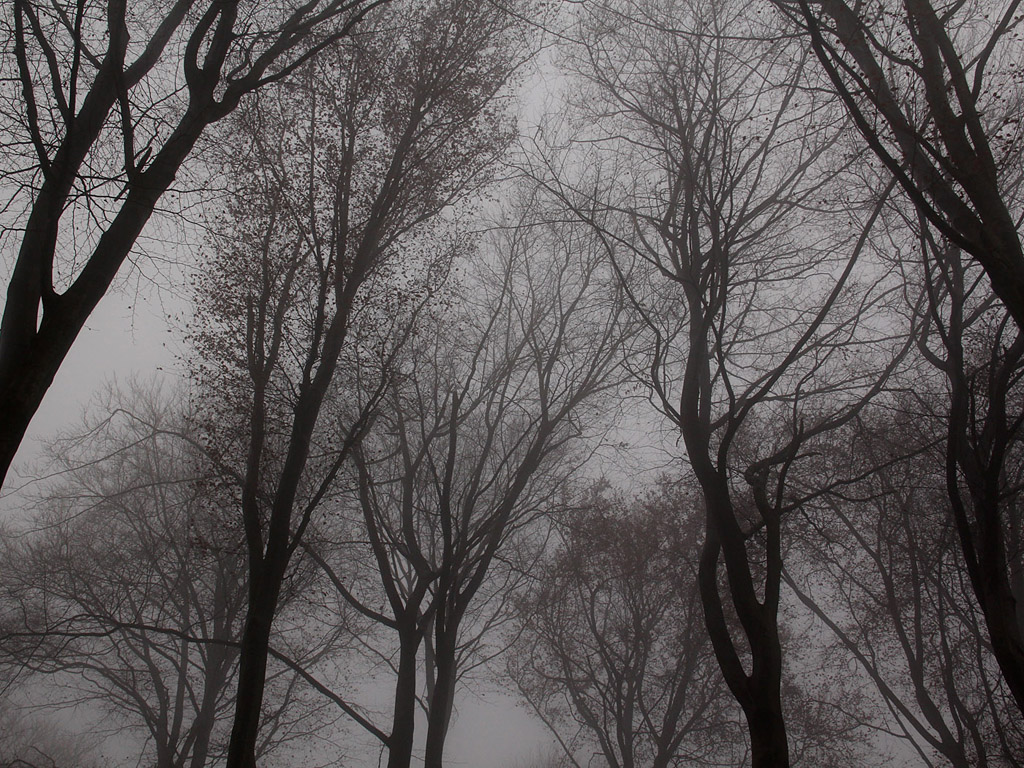 Nebel im Herbstwald - Kostenloses Hintergrundbild - November, Baum, grau