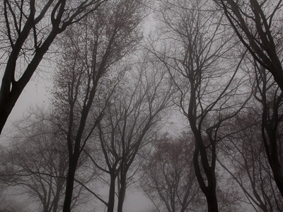 Nebel im Herbstwald, November, Baum, grau