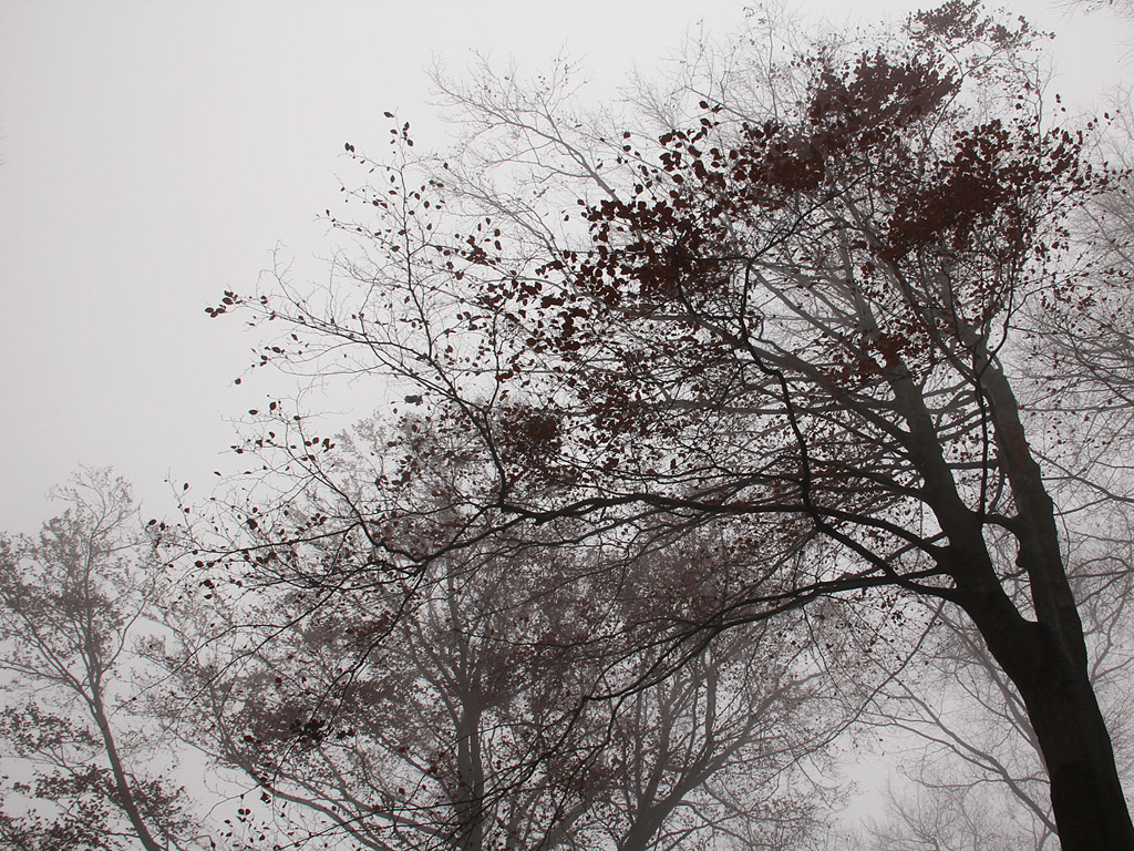 Nebel im Herbstwald - Kostenloses Hintergrundbild - November, Baum, grau