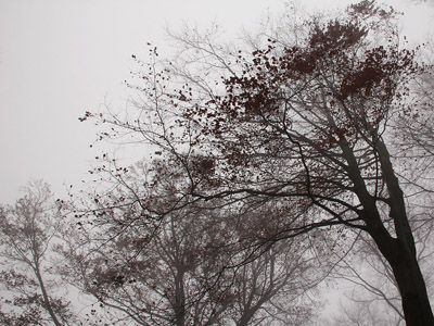 Nebel im Herbstwald, November, Baum, grau