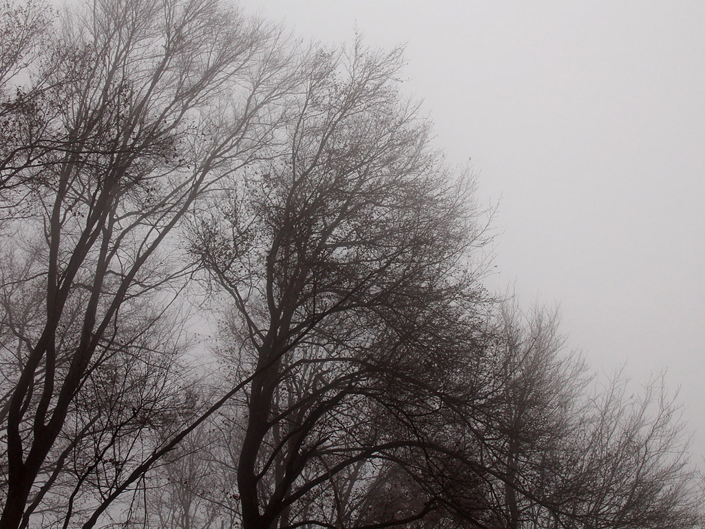 Nebel im Herbstwald - Kostenloses Hintergrundbild - November, Baum, grau