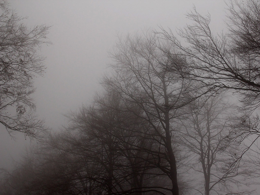 Nebel im Herbstwald - Kostenloses Hintergrundbild - November, Baum, grau