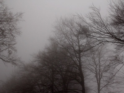 Nebel im Herbstwald, November, Baum, grau