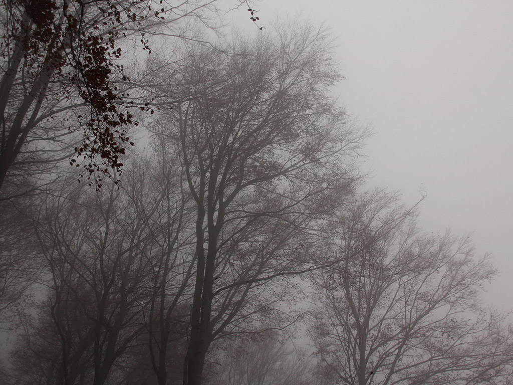 Nebel im Herbstwald - Kostenloses Hintergrundbild - November, Baum, grau