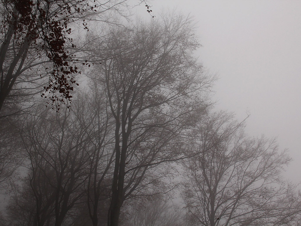 Nebel im Herbstwald #008