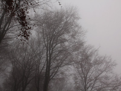 Nebel im Herbstwald, November, Baum, grau