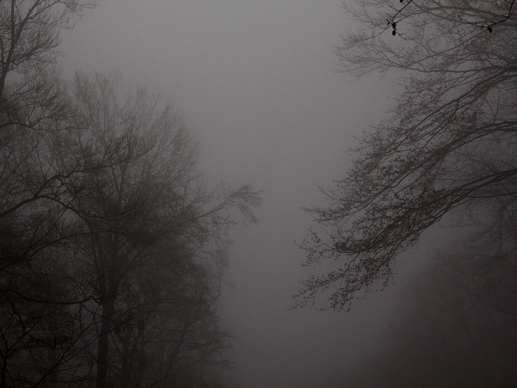 Nebel im Herbstwald - Kostenloses Hintergrundbild - November, Baum, grau