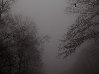 Nebel im Herbstwald, November, Baum, grau