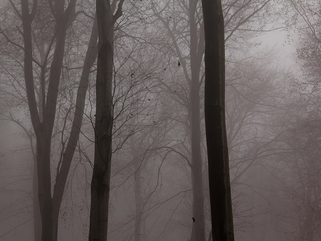 Nebel im Herbstwald #011