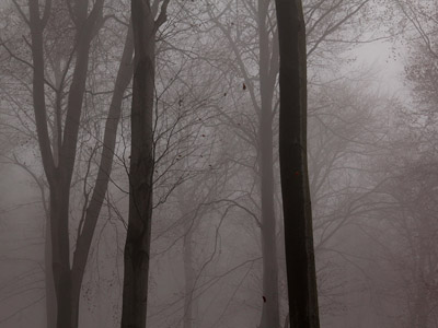 Nebel im Herbstwald, November, Baum, grau