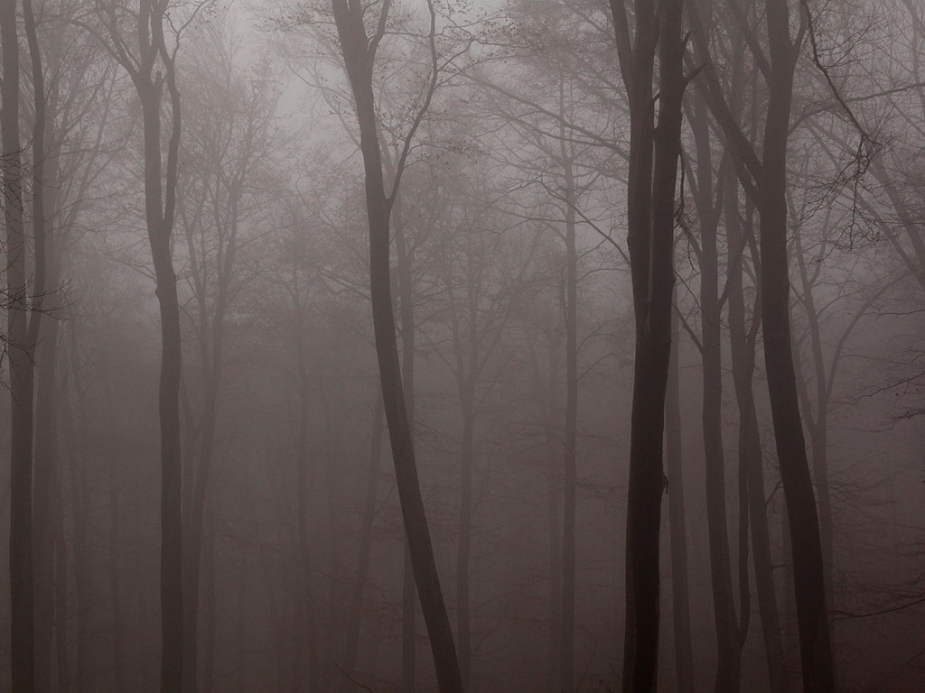 Nebel im Herbstwald - Kostenloses Hintergrundbild - November, Baum, grau