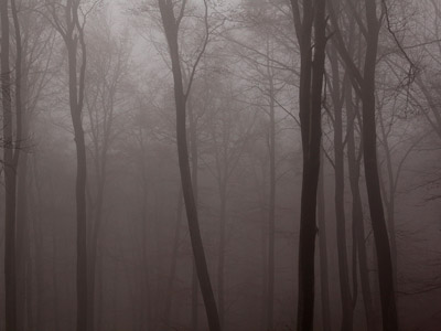 Nebel im Herbstwald, November, Baum, grau