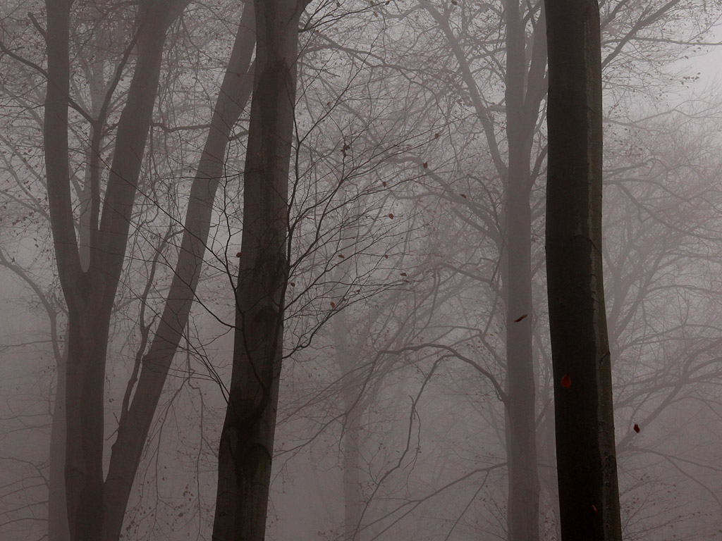 Nebel im Herbstwald - Kostenloses Hintergrundbild - November, Baum, grau