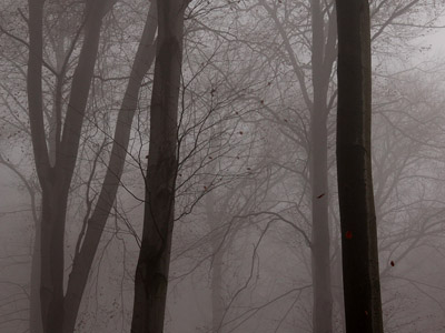 Nebel im Herbstwald, November, Baum, grau