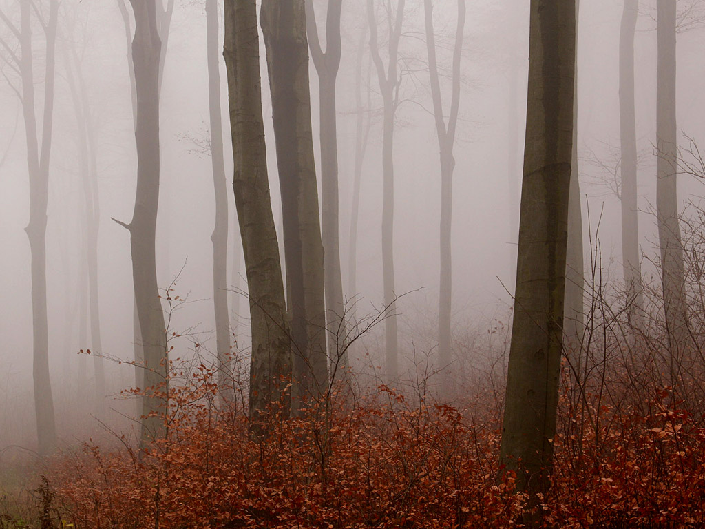 Nebel im Herbstwald #014