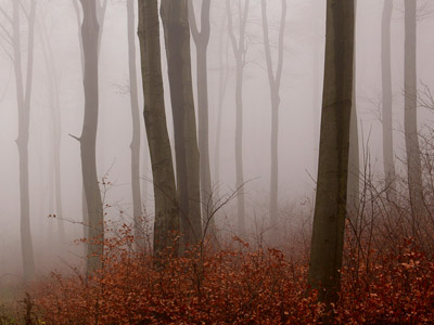 Nebel im Herbstwald, November, Baum, grau