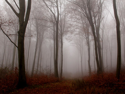 Nebel im Herbstwald, November, Baum, grau