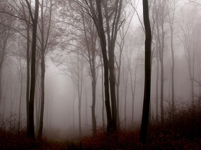 Nebel im Herbstwald, November, Baum, grau