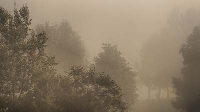 Nebel, Baum, grau