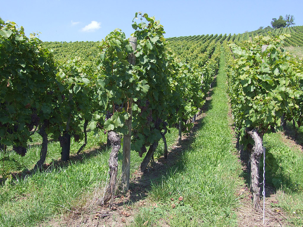 Traube, Weinstock - Kostenloses Hintergrundbild