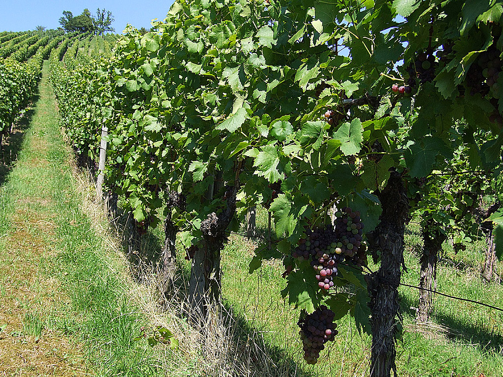 Traube, Weinstock - Kostenloses Hintergrundbild