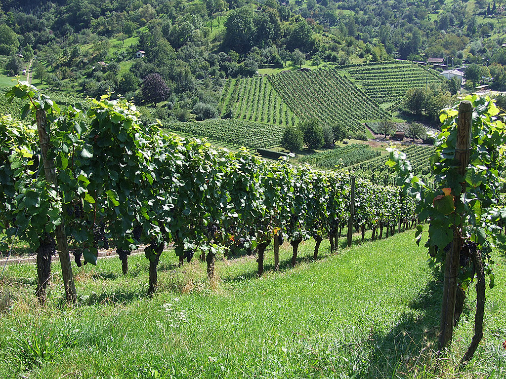 Traube, Weinstock - Kostenloses Hintergrundbild