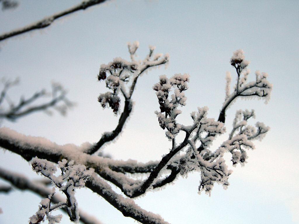 Raureif Hintergrundbild, Winter