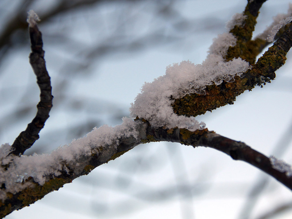 Raureif Hintergrundbild, Winter