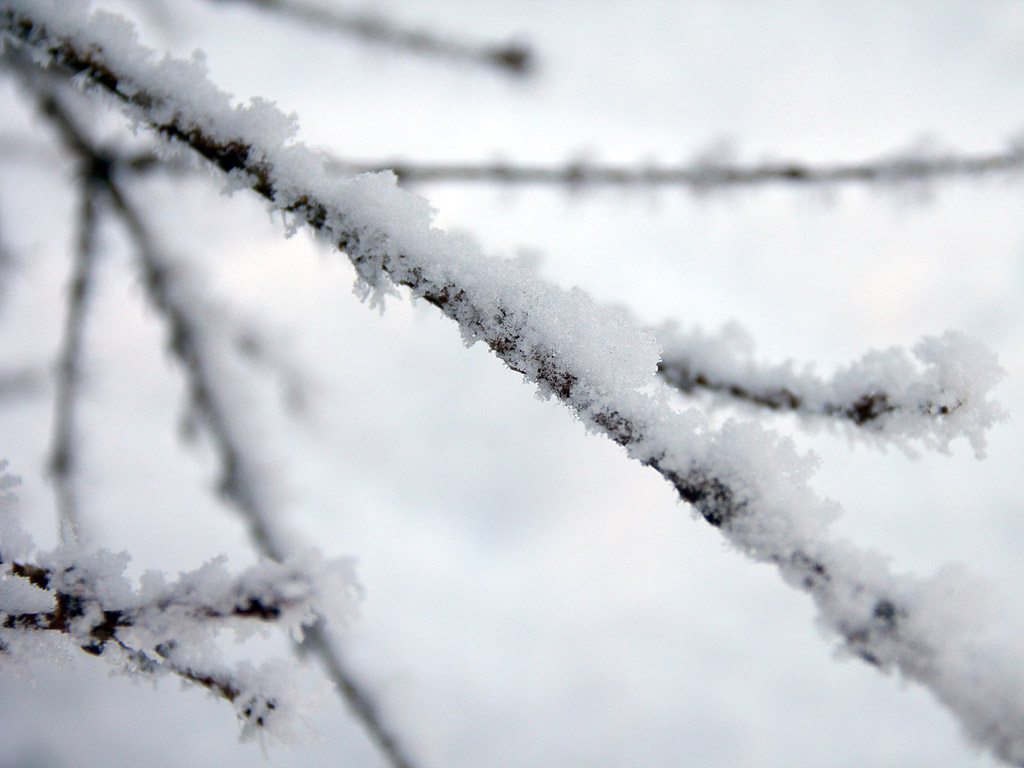 Raureif Hintergrundbild, Winter