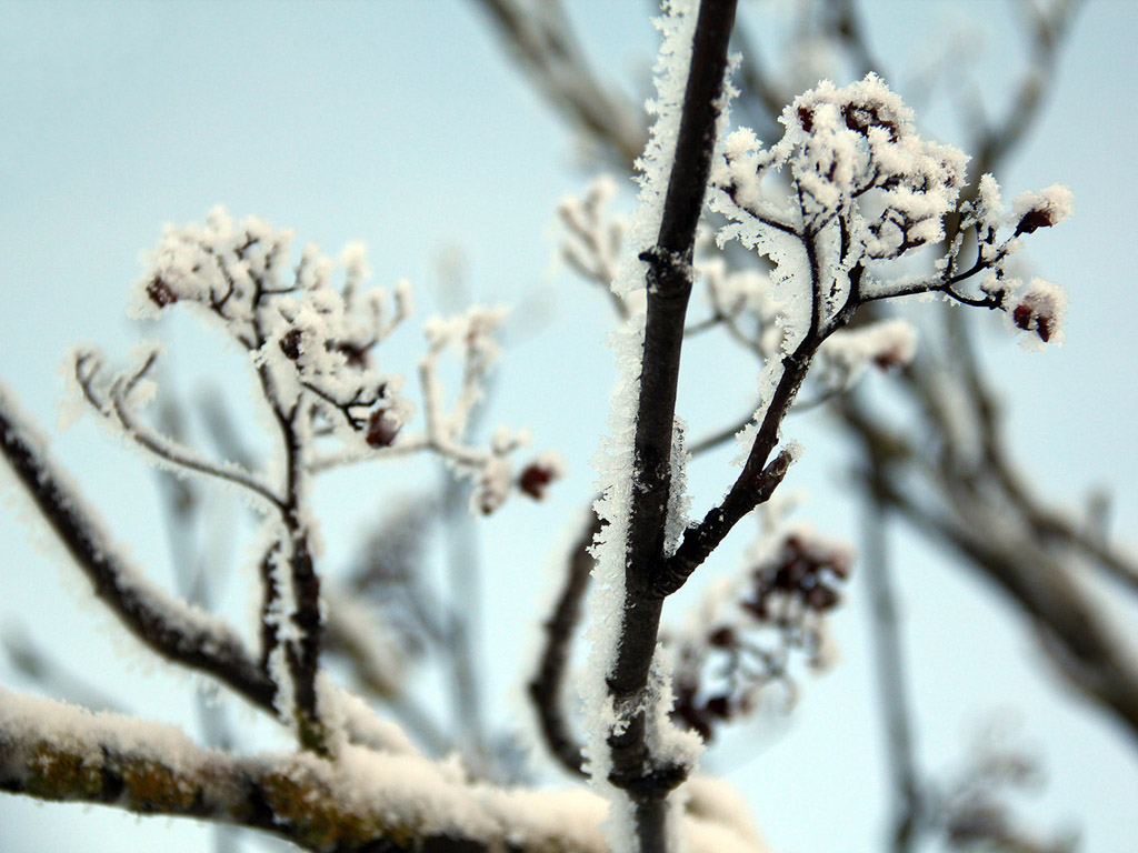 Raureif Hintergrundbild, Winter