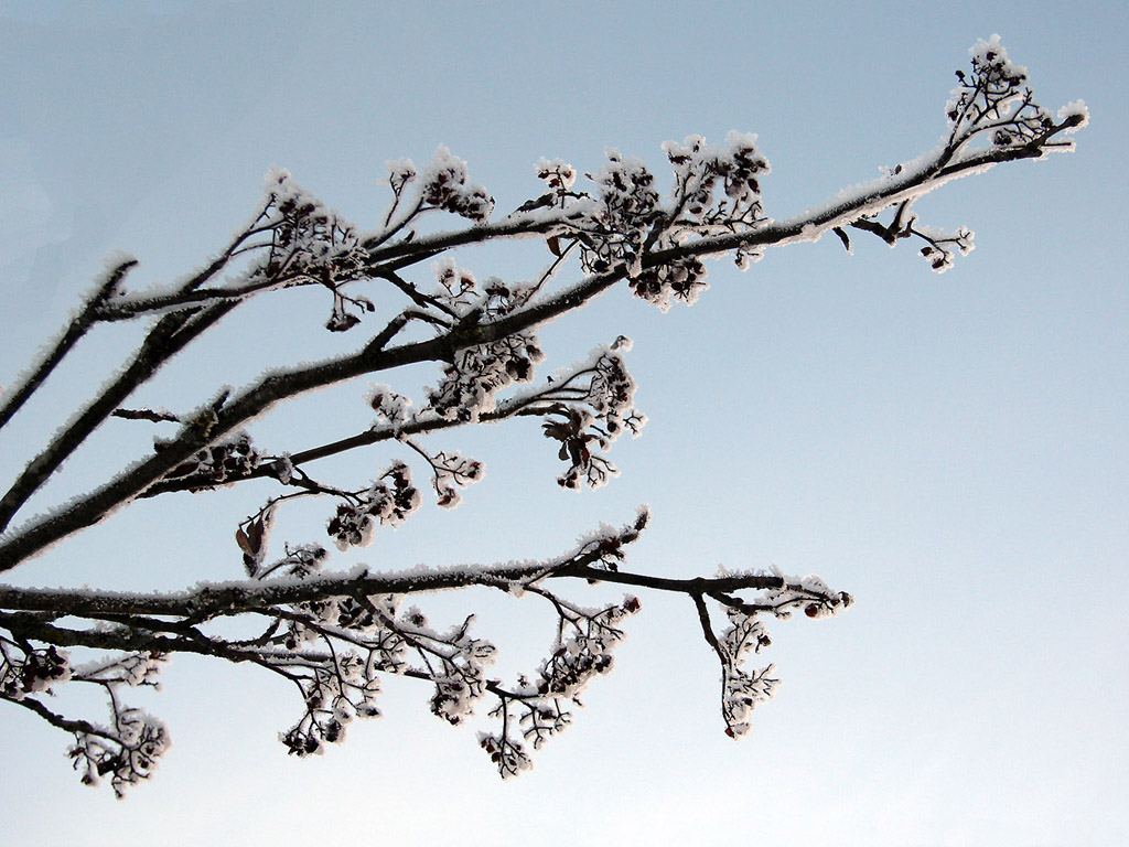 Raureif Hintergrundbild, Winter