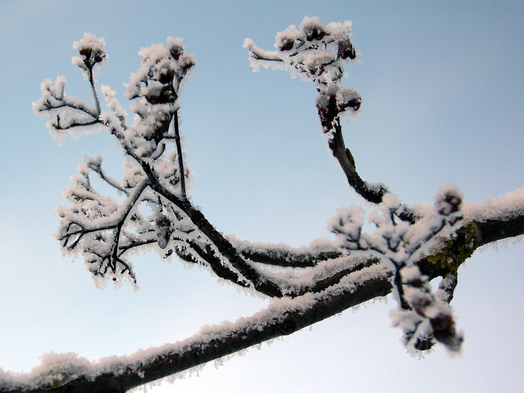 Raureif Hintergrundbild, Winter